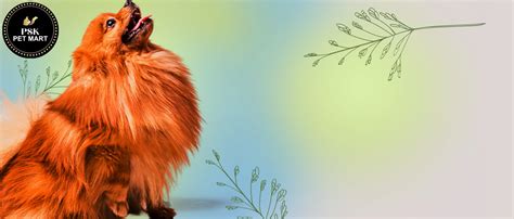 PSK PET MART Dog Choke Pet Nylon Half Chain Collar Half Choker ...