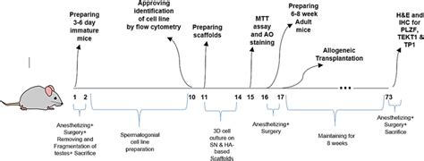 Image result for Cellular Graphical Abstract