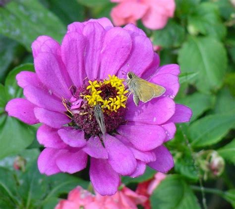 Vital endurance : spiritual meaning of flower by The Mother