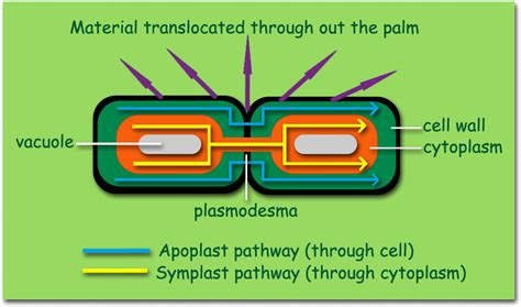 Image result for Apoplastic Pathway Model Kit