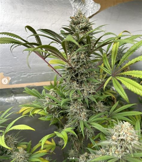 Santa Cruz Goat Farm