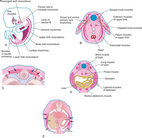 Muscular System - Clinical Tree