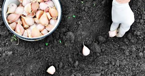Image result for Planting Spring Garlic