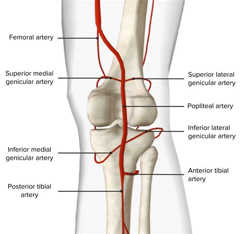 Fosa Poplítea: Anatomía | Concise Medical Knowledge