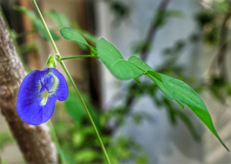 Here's A Secret Ingredient That's Turning Food Blue In Mumbai