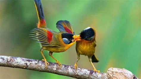 How Do Birds Mate? the Unique Mating Habits of Birds