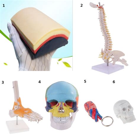 ⚡️Buy Maxbell Mini 49cm Tall Anatomical Human Vertebral Column with ...