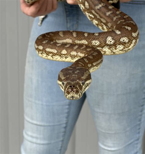 Image result for Bredli Carpet Python