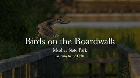 Birds on the Boardwalk, Meaher State Park-Alabama, Spanish Fort, 20 ...