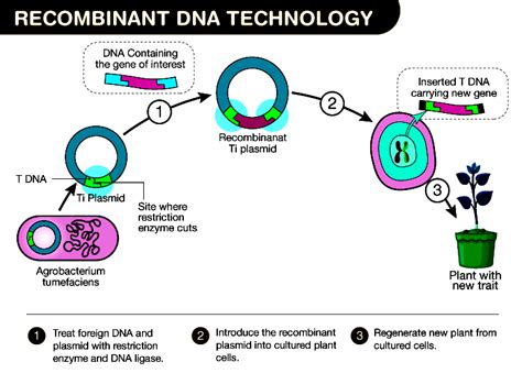 Recombinant DNA Technology 的图像结果