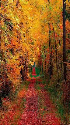 Fall Iphone Wallpaper Minimal by Fall Iphone Backgrounds Pixelstalk Net Fall Iphone Wallpaper Minimal