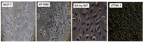 Figure 27.1: Different mammalian cell lines used for protein production.