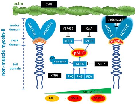 Tuning of Liver Sieve: The Interplay between Actin and Myosin ...