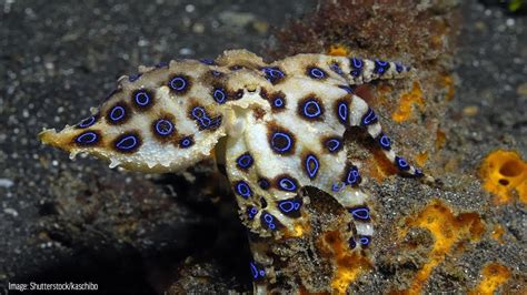 Image result for Blue-Ringed Octopus Eating