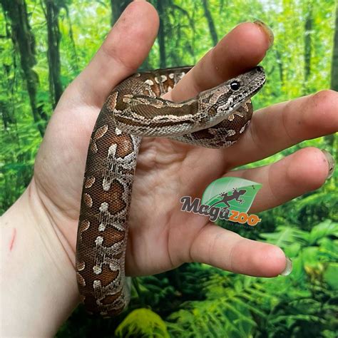 Male baby 2024 Dumeril's Boa Baby (captive born) #3 - Magazoo, the ...