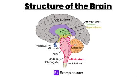 Brain Structure 的图像结果