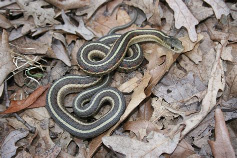 Black And Yellow Garden Snake