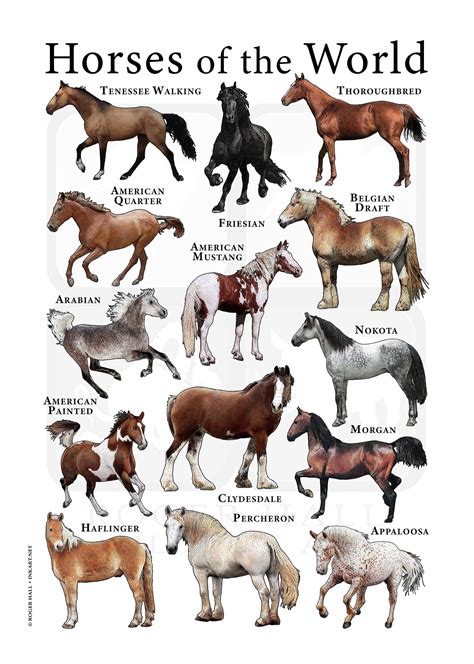 Horses of the World Poster - Etsy | Different horse breeds, All horse ...