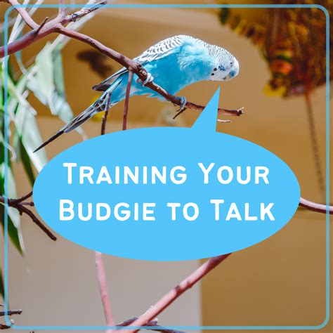 How to Teach a Parakeet to Talk - PetHelpful