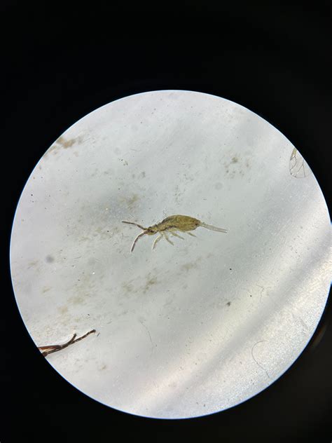 Image result for Springtail Identification Guide