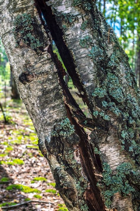 How to Save Split Tree Trunk Small Tree 的图像结果