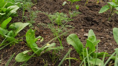 verduras y plantas orgánicas naturales crecen en granjas inteligentes o invernaderos, nutrición ...