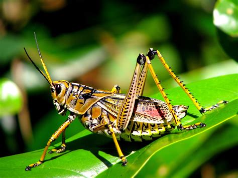 Grasshopper | Animal Wildlife