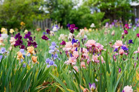Image result for Iris Form Classification Example