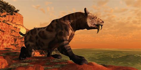 Image result for Extinct Animals Sabertooth Tiger
