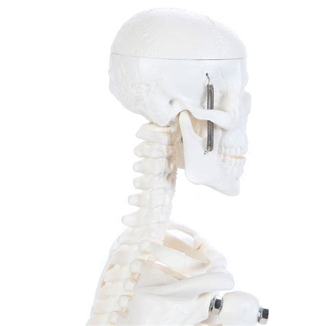 Anatomy Lab Micro Human Skeleton Model, 19" Mini Skeleton Has Movable ...