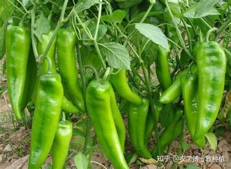 辣椒生长的自然条件 | 特产体验 | 云南季