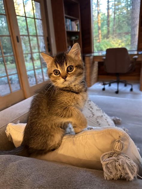 Image result for Hi Chibi