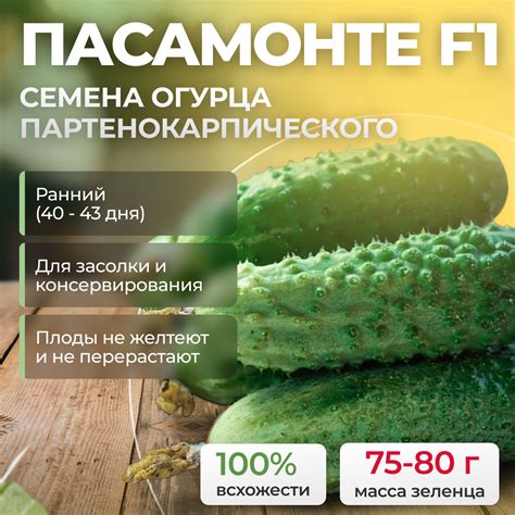 Огурец ПАСАМОНТЕ F1 (Syngenta) - купить семена из Голландии оптом ...