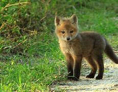 Image result for Cute Cartoon Baby Fox
