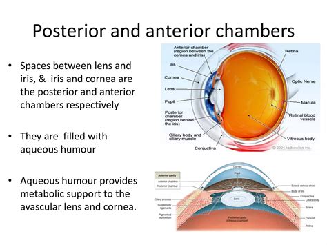 The eyeball anatomy | PDF