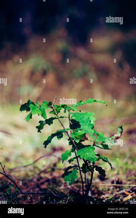 Image result for Small Oak Tree Sapling