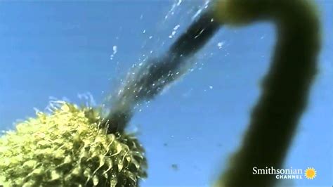 Exploded Tree 的图像结果