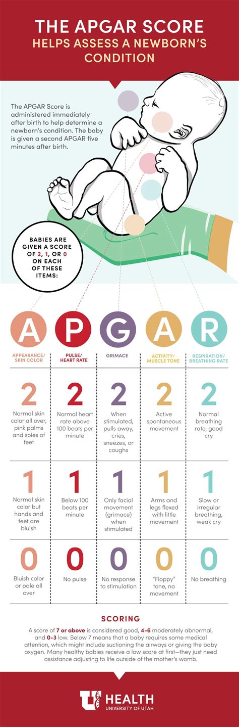 Baby’s First Assessment: The APGAR Score | Medical school stuff, Nursing school survival ...