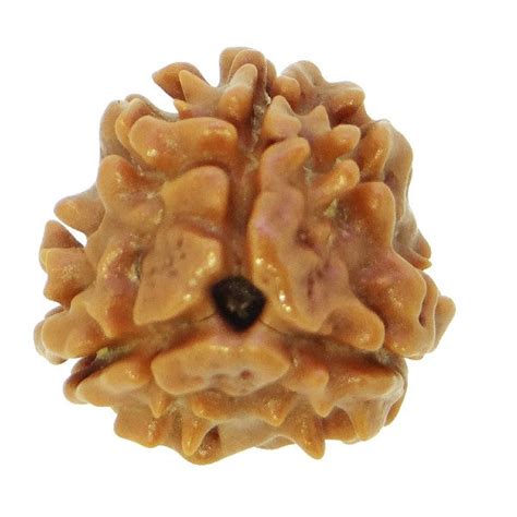 3 Mukhi NEPALI RUDRAKSHA / Three Faced RUDRAKSHA 100% Original & Certi