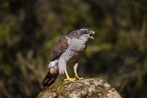 Download wallpaper bird, stone, predator, Goshawk, section animals in ...