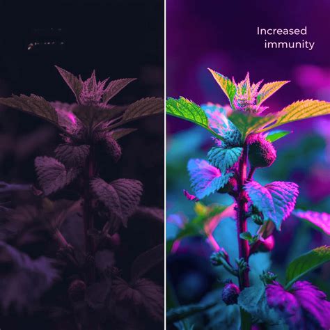 How UV Light Boosts Plant Growth in Hydroponics