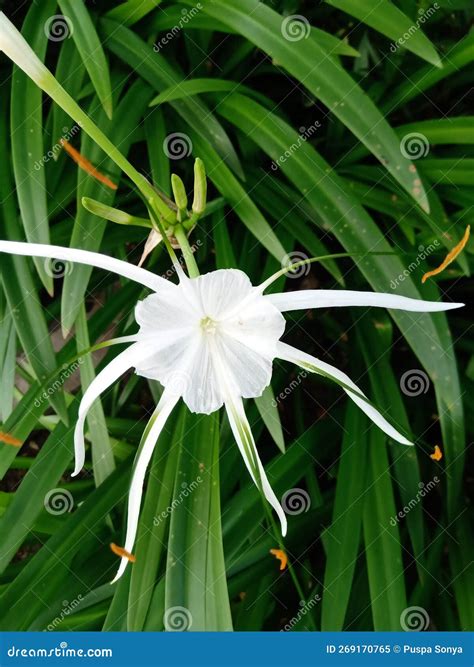 Beautiful Spider Lilies Plants Stock Image - Image of lawn, blossom ...