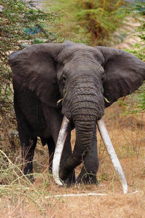 Image result for Elephant Insurance