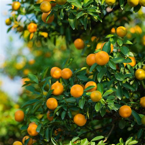 China orange - Fruits plant & Tree — Saharanpur Nursery