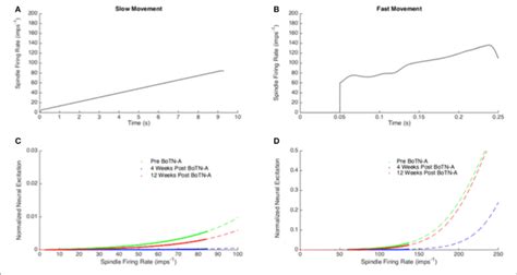 Image result for Muscle Spindle Rate Coding
