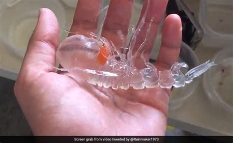 VIDEO: समुद्र की गहराई में मिला रहस्यमयी अद्भुत जीव, अब तक नहीं देखा ...