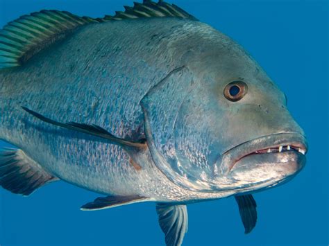 Image result for Snapper Animal