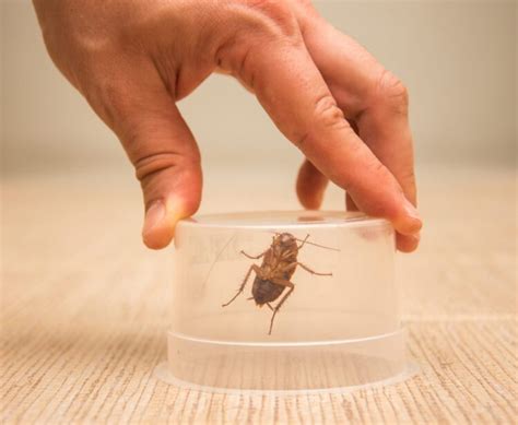 Image result for Bug Pest Control Tips