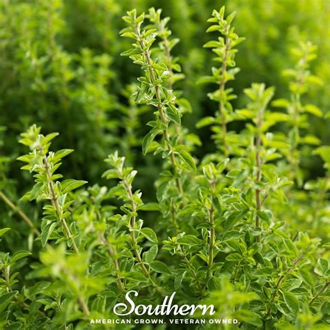 Oregano, Italian (Origanum vulgare) - 200 Seeds - Southern Seed ...