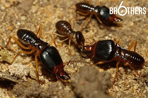 What Do Baby Termites Look Like? Identifying Termite Larvae